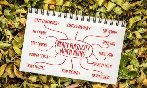 Brain plasticity